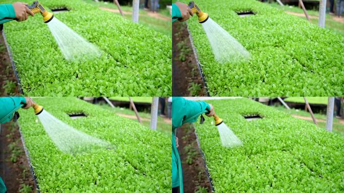 给有机蔬菜浇水。种植喷洒喷洒农药