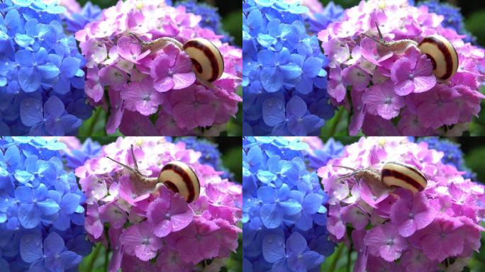 绣球花上的蜗牛绣球花朵