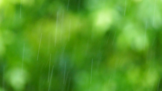 选择绿色灌木丛背景上的降雨焦点，特写