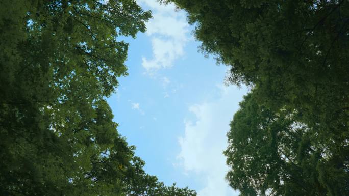 森林仰拍蓝天白云
