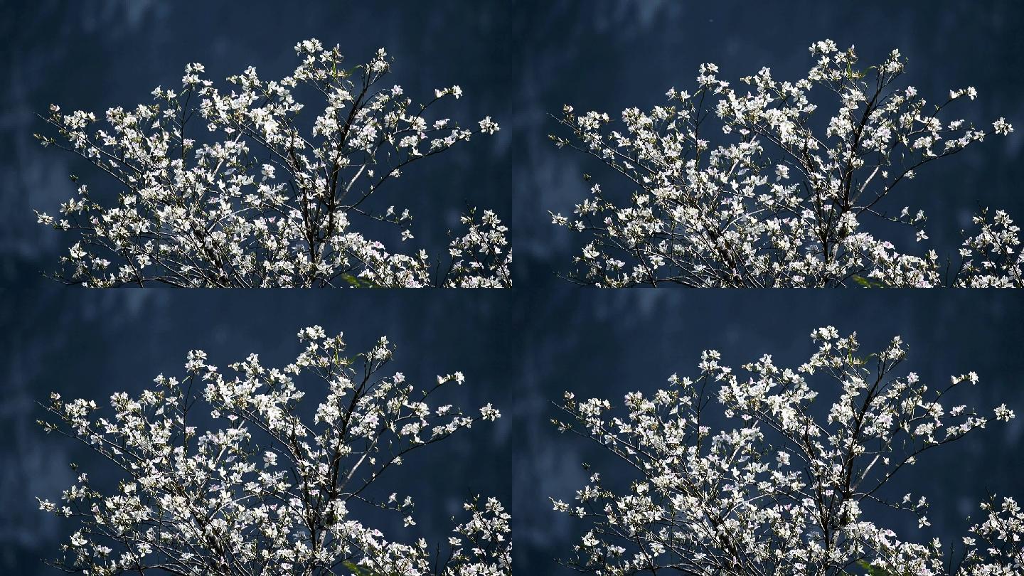 风轻轻吹拂着紫荆花的白色花朵，紫荆（Bauhinia variegata）是豆科植物的一种。泰国清迈