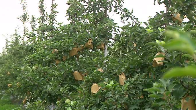 苹果园套袋苹果