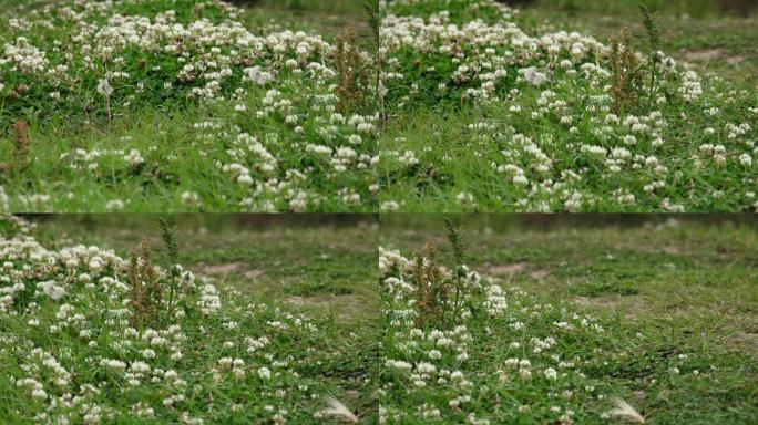 hdr视频素材花开时节香满园