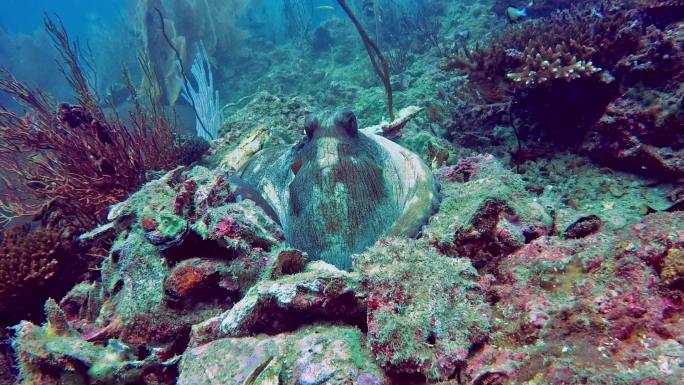 水下暗礁章鱼（蓝八爪章鱼），藏在岩石中