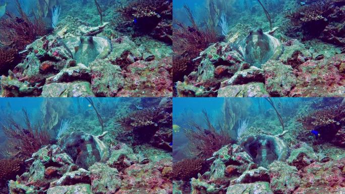 水下暗礁章鱼（蓝八爪章鱼），藏在岩石中
