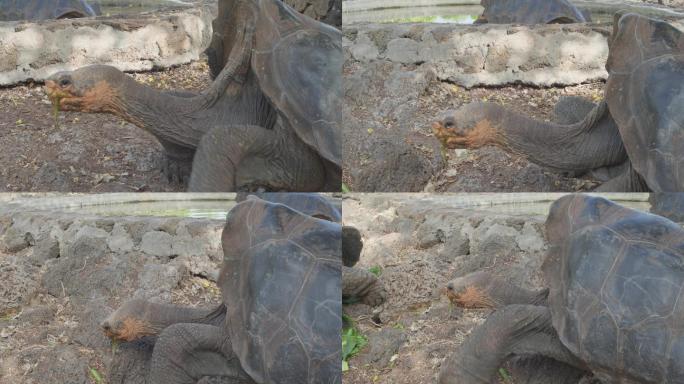 加拉帕戈斯巨龟象龟陆龟