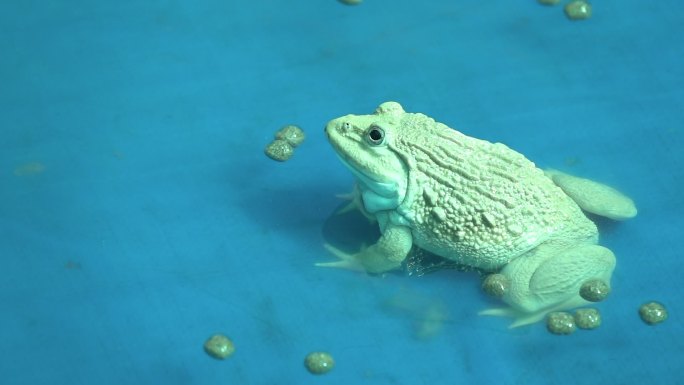 青蛙吃食物慢动作