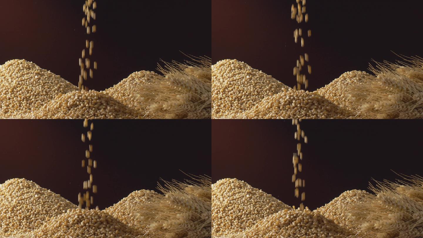 小麦洒落掉入麦堆