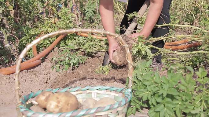 农民手工收土豆