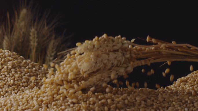麦穗从麦堆里拿起掉落麦粒