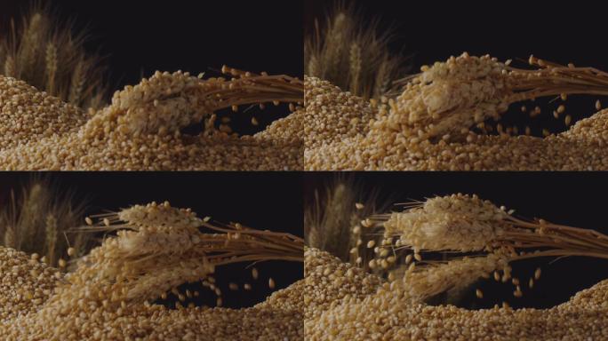 麦穗从麦堆里拿起掉落麦粒