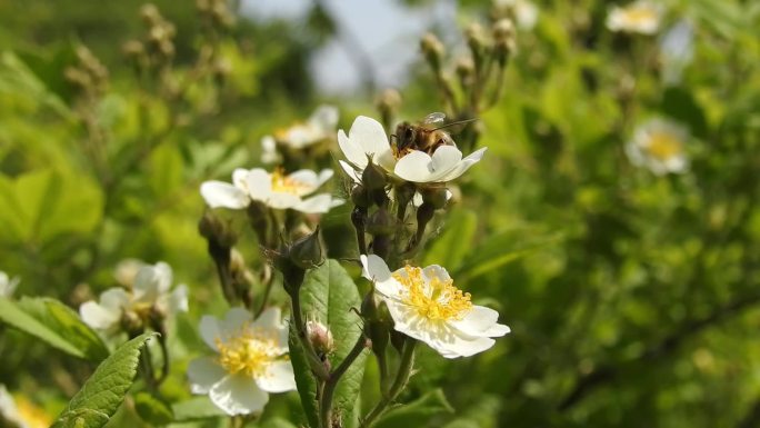 蜜蜂采蜜白色小花