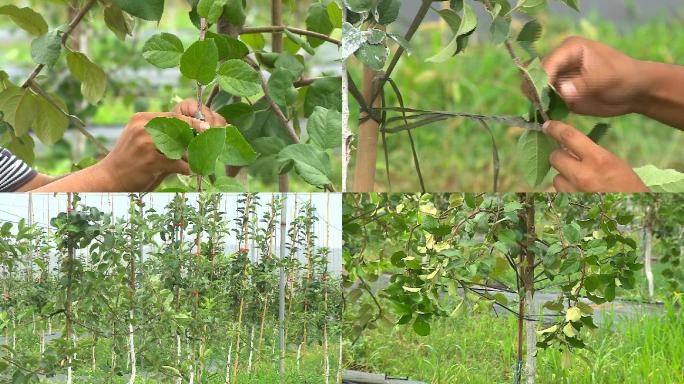 苹果拉枝