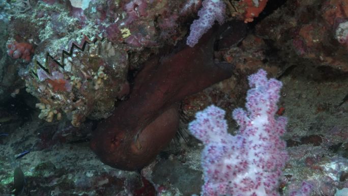 水下暗礁章鱼的奇异运动