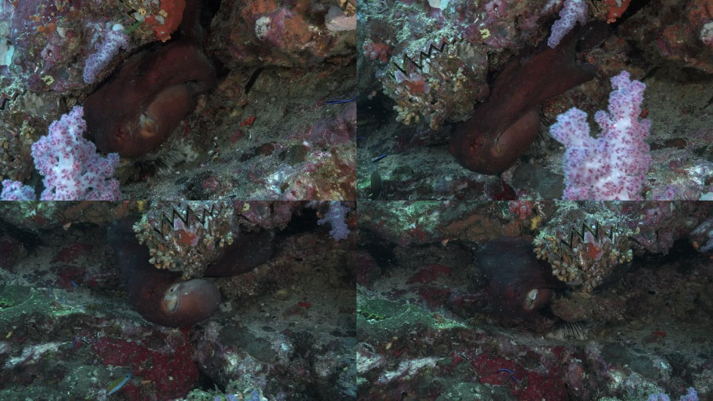 水下暗礁章鱼的奇异运动