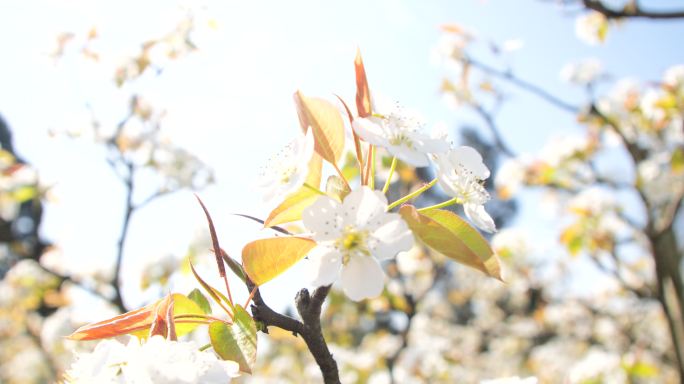 阳光下梨花素材