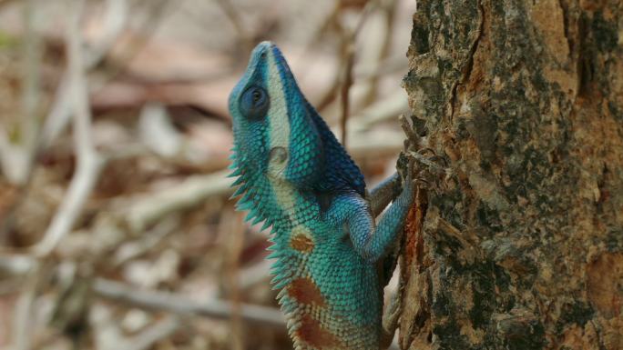 热带雨林树上野生蜥蜴龙（蓝冠蜥蜴）的特写镜头。