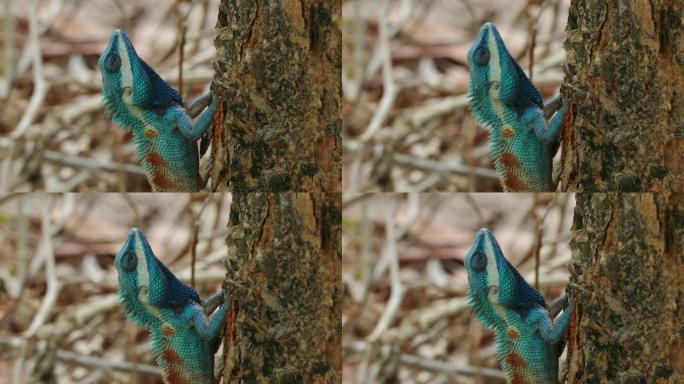 热带雨林树上野生蜥蜴龙（蓝冠蜥蜴）的特写镜头。