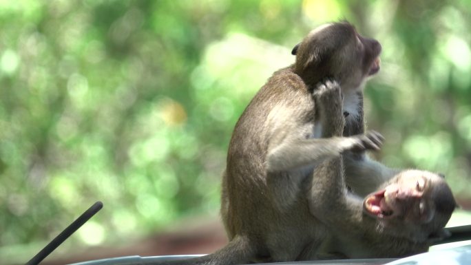 4k：猴子在车上打架