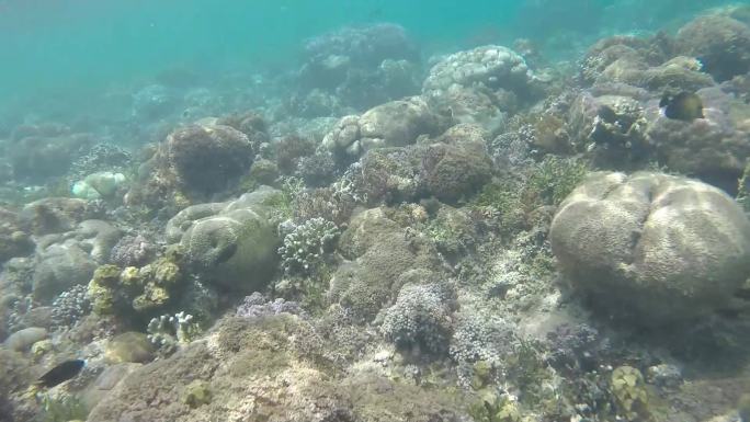 热带珊瑚礁海洋。多彩的水下海景