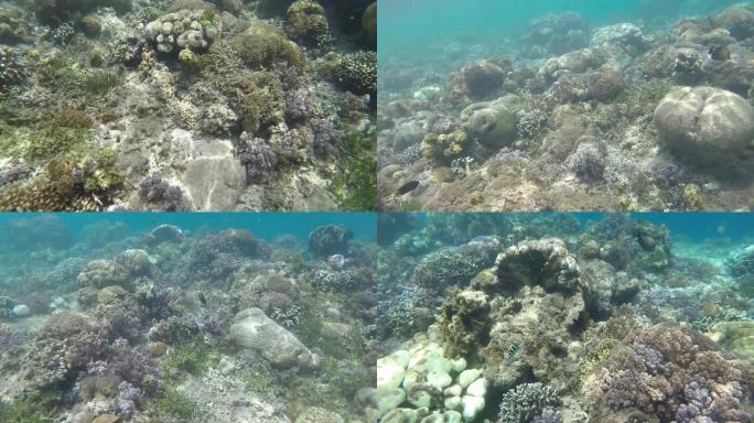 热带珊瑚礁海洋。多彩的水下海景