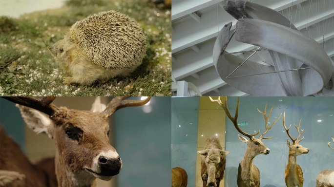 国家动物博物馆/小鹿/马/猴子标本
