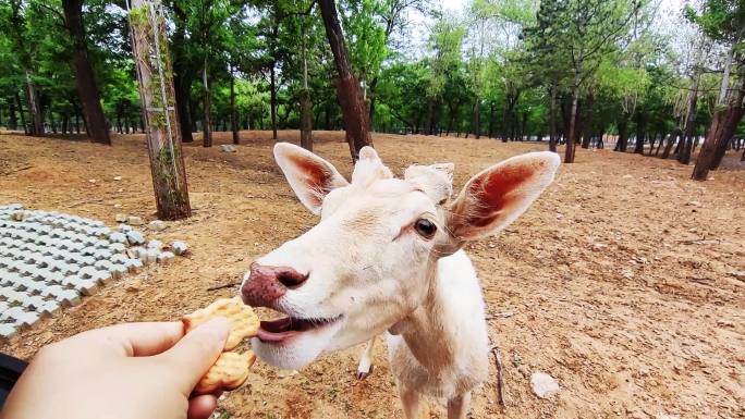 爱吃饼干的小鹿