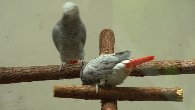 北京动物园-鸟类视频素材4K