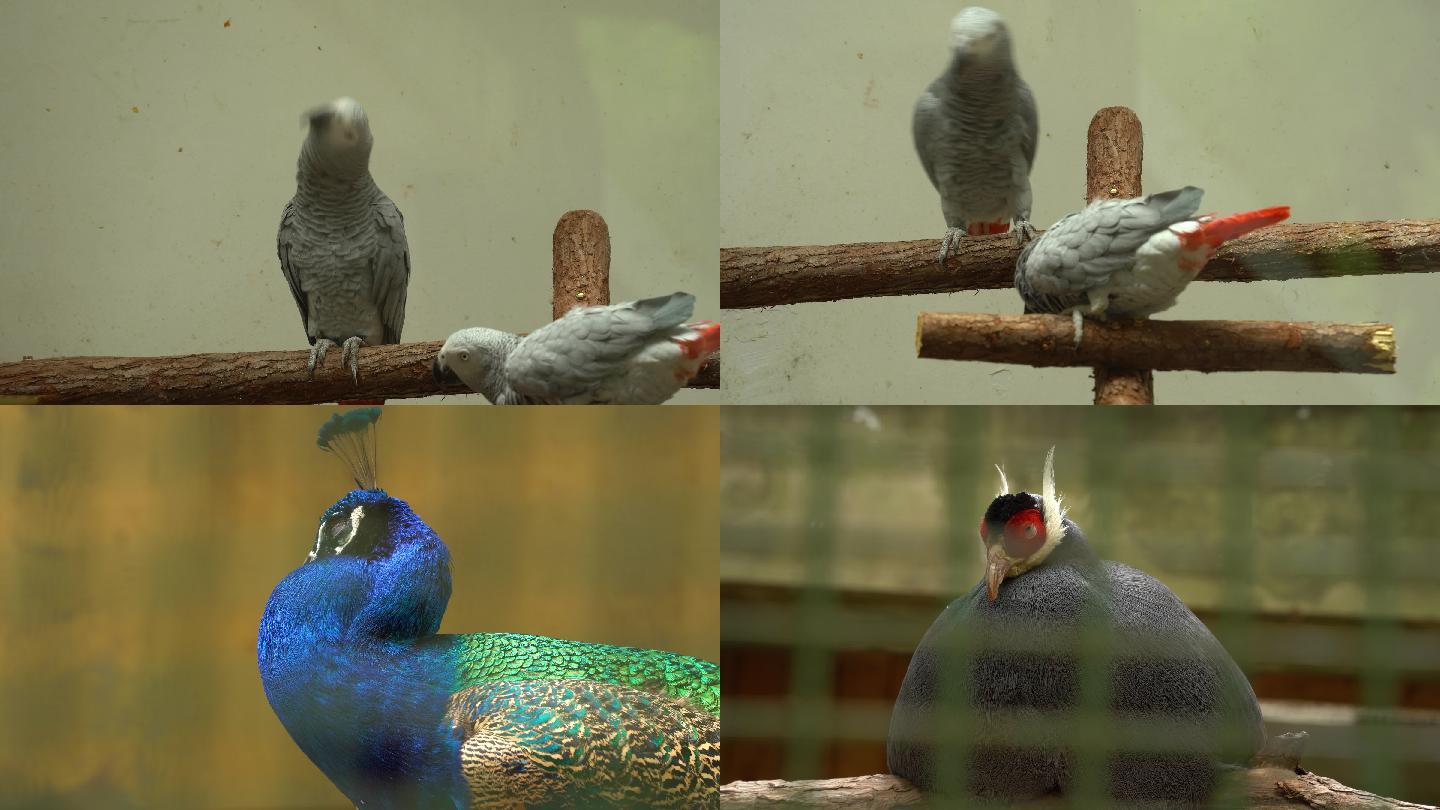 北京动物园-鸟类视频素材4K