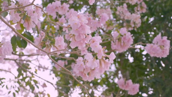 粉色樱花迎风摇曳绿色生态植物晴空万里花朵