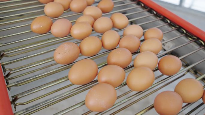 鸡蛋在传送带上经过几个鸡蛋被送到大小分拣机