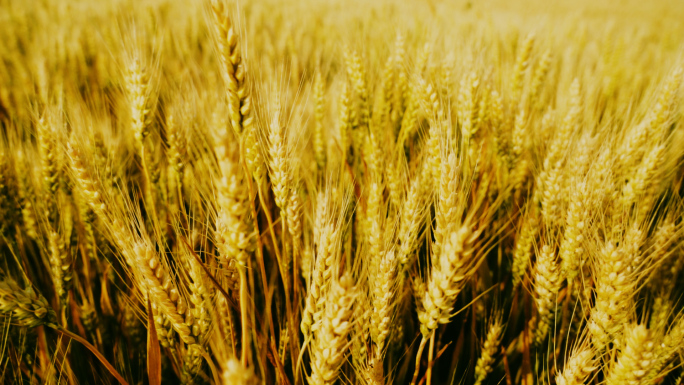 高清3条麦田麦穗特写升格拍摄【灰片】