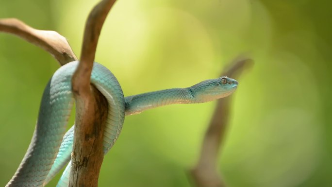 蓝坑毒蛇有毒蛇剧毒的摄蓝色毒蛇环保环境动