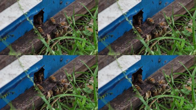 hdr视频在蜂箱口归巢的蜜蜂