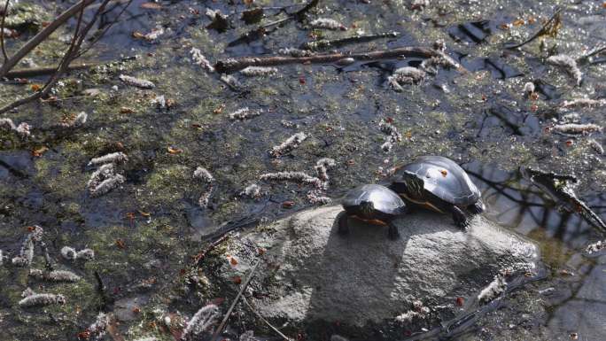两只黑海龟一动不动地站在岩石上晒着春天的太阳