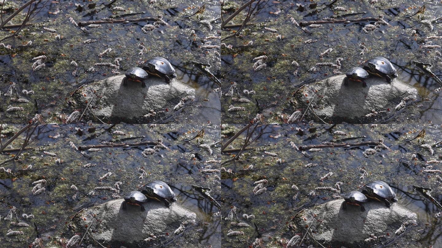 两只黑海龟一动不动地站在岩石上晒着春天的太阳