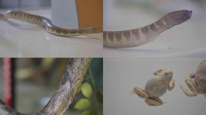 国家动物博物馆/海洋生物鱼类标本蛇