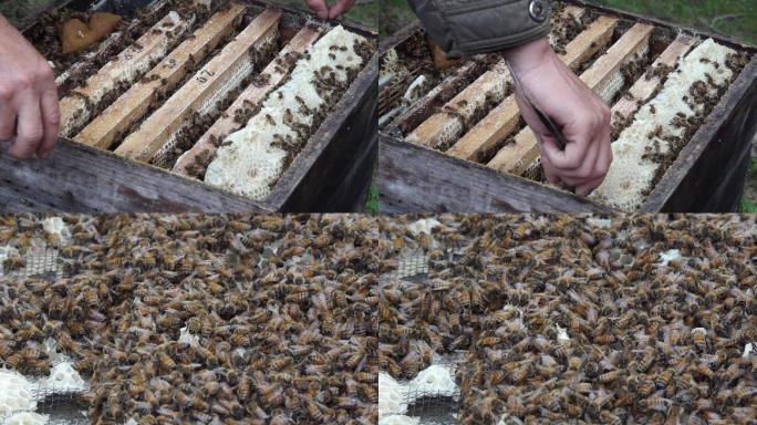 hdr视频养蜂人开箱取蜂蜜