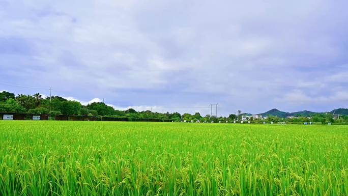 稻田田野稻谷