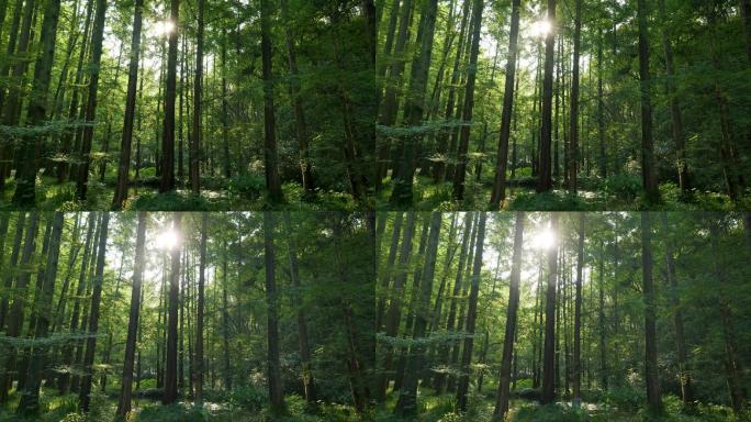 绿色环保森林树林光影-杭州虎跑
