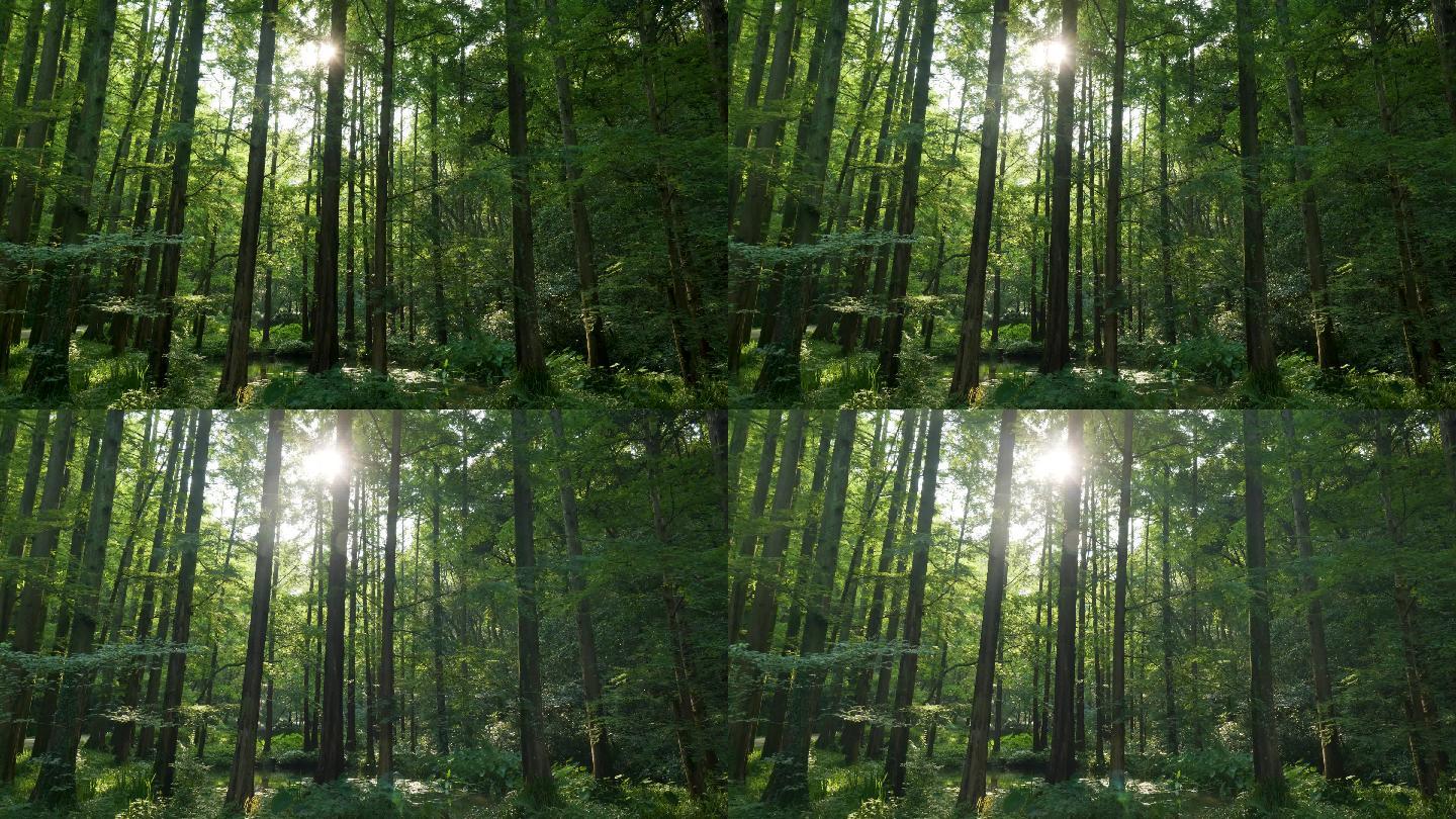 绿色环保森林树林光影-杭州虎跑