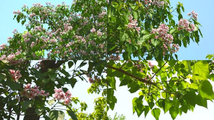 灰楸 川楸  线楸 叶片 花期  植株