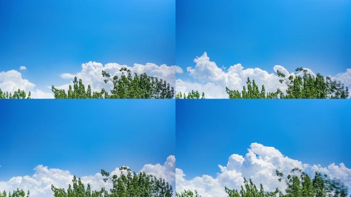 树梢蓝天白云延时摄影