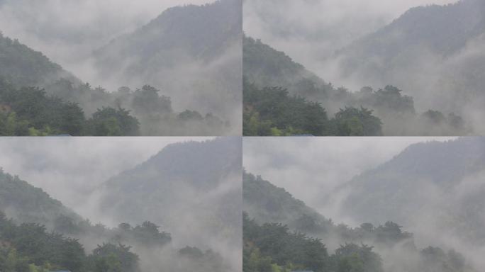 江南浙江诸暨赵家香榧雨天下雨云雾山谷雨雾