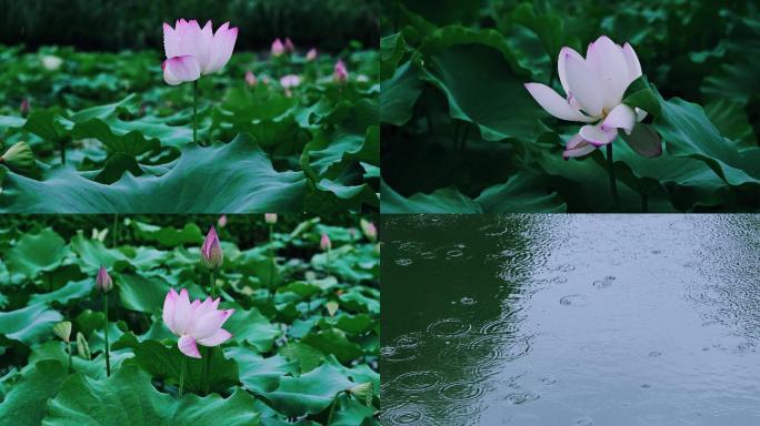 荷花 荷塘 莲花 下雨雨滴