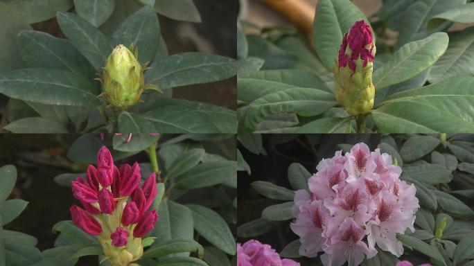 高山杜鹃开花各阶段