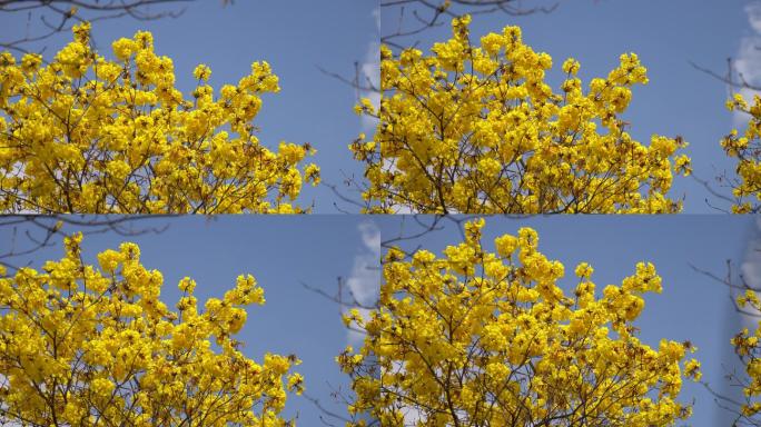 黄花风铃木