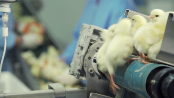 许多新生小鸡在家禽传送带上移动。农业产业。在工厂里分类小鸡。