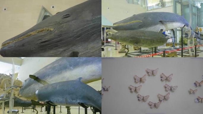 国家动物博物馆/海洋生物鱼类标本
