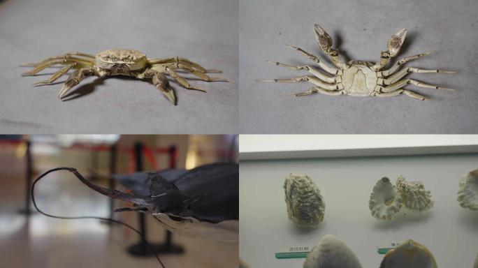 动物博物馆/海洋生物鱼类标本/螃蟹